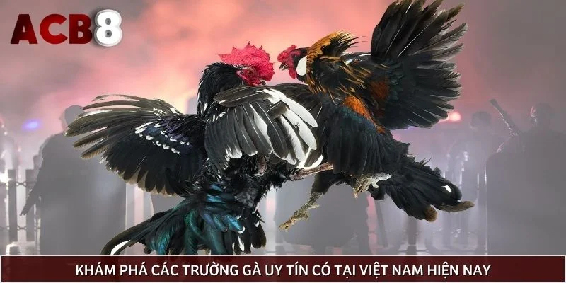 Khám phá các trường gà uy tín có tại Việt Nam hiện nay