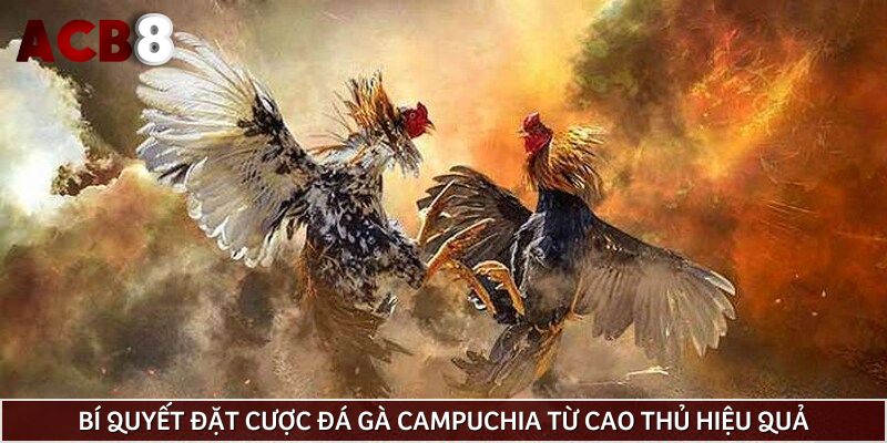Bí quyết đặt cược đá gà Campuchia từ cao thủ hiệu quả