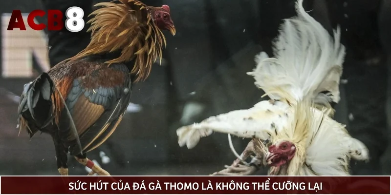 Sức hút của đá gà Thomo là không thể cưỡng lại