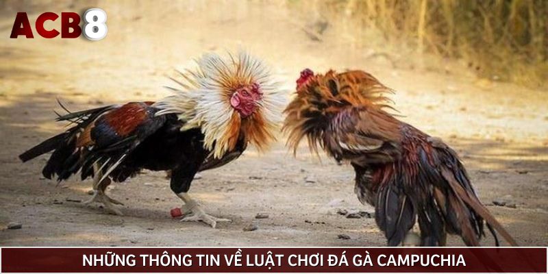 Những thông tin về luật chơi đá gà Campuchia
