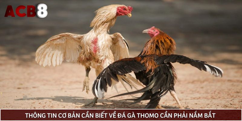 Thông tin cơ bản cần biết về đá gà Thomo cần phải nắm bắt