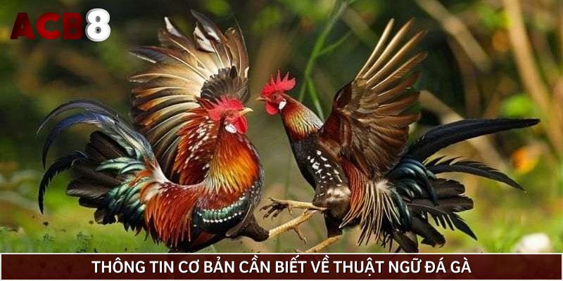 Thông tin cơ bản cần biết về thuật ngữ đá gà