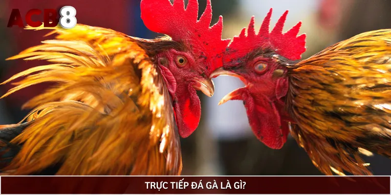 Hiểu gì về loại hình trực tiếp đá gà?