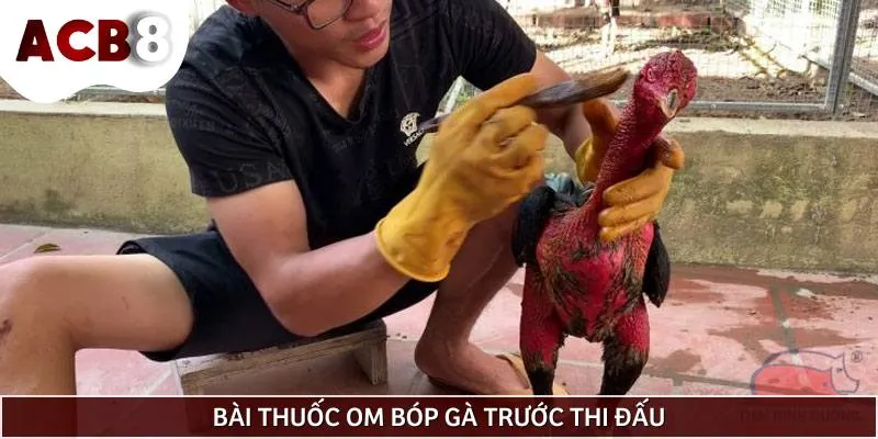 Công thức om bóp gà chọi trước khi bắt đầu thi đấu