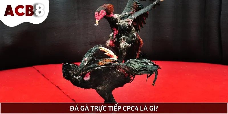 Đá gà trực tiếp CPC4 là giải đấu nổi tiếng tại xứ sở Campuchia