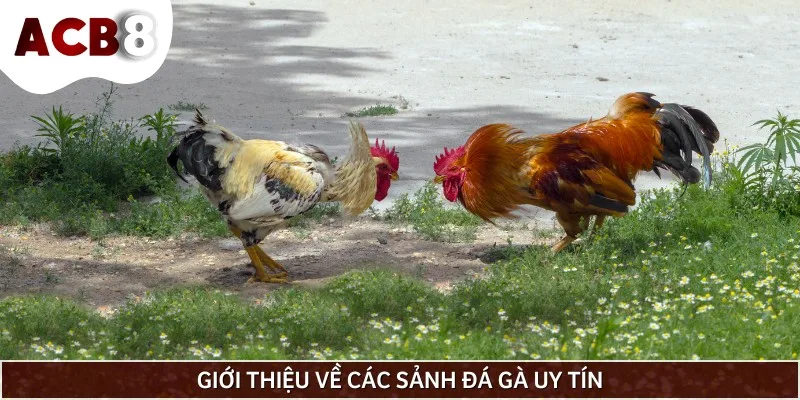Đá gà uy tín cam kết mang đến môi trường cá cược minh bạch, an toàn