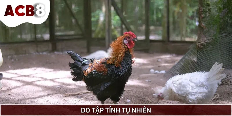 Gà mổ lông nhau có thể do tập tính tự nhiên của chúng